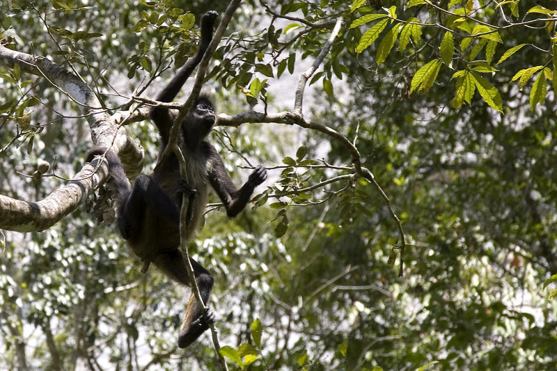 a black monkey hanging in a jungle tree, Tikal, Guatemala